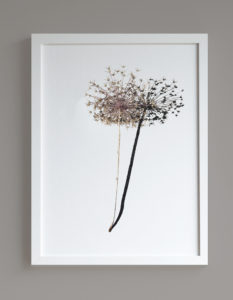 Image of framed print featuring a dried allium