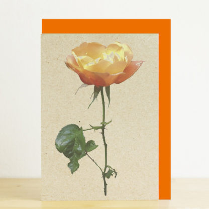 Image of greeting card featuring orange rose photo print