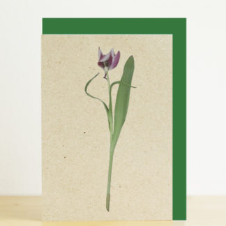 Image of greeting card featuring purple tulip photo print