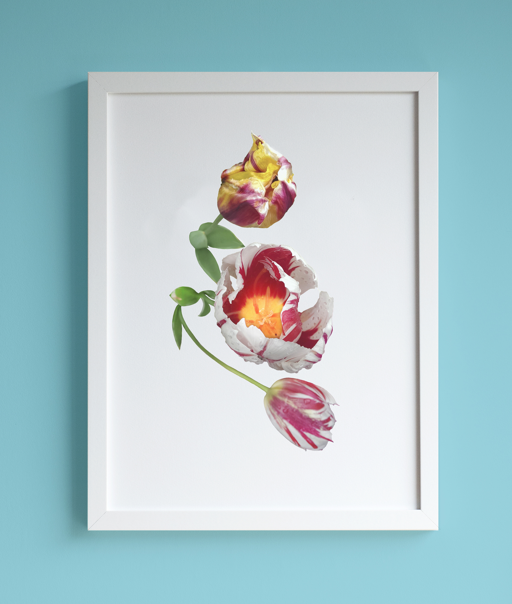 Image of framed print featuring three red, white and yellow tulips