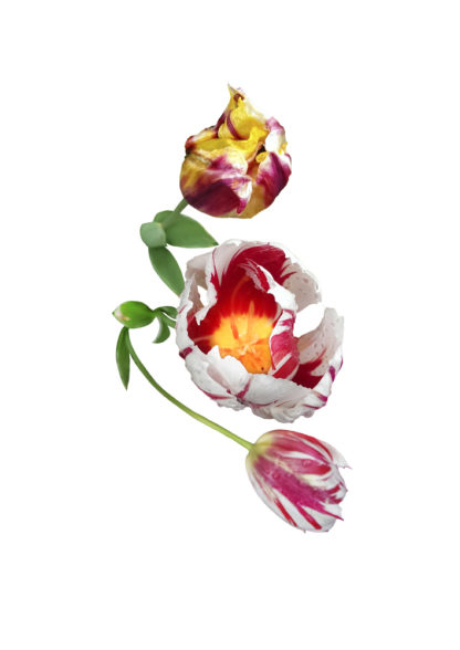 Image featuring three red, white and yellow tulips