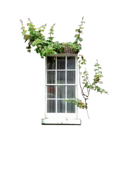 Image of a window surrounded by ivy