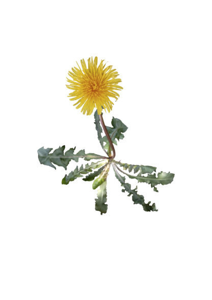 Photo of a blooming dandelion against a white background