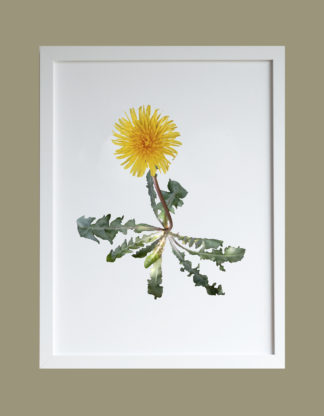 Photo of a framed print featuring a photo of a dandelion on a white background