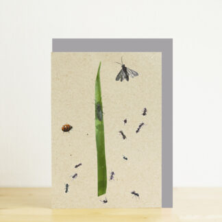 Photo of greeting card featuring insects and grey envelope